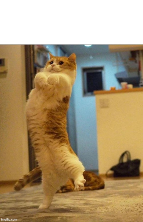 Blank Dancing Kitten | image tagged in kitten | made w/ Imgflip meme maker