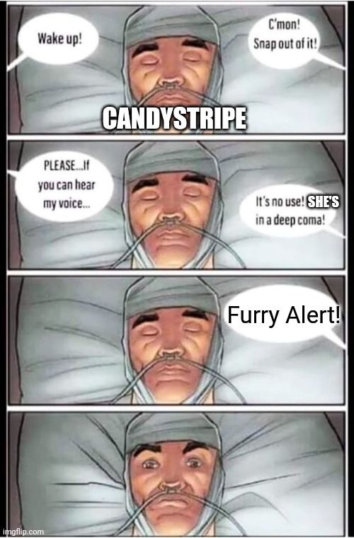 How to get Candystripe triggered | CANDYSTRIPE; SHE'S; Furry Alert! | image tagged in deep coma meme,candystripe | made w/ Imgflip meme maker