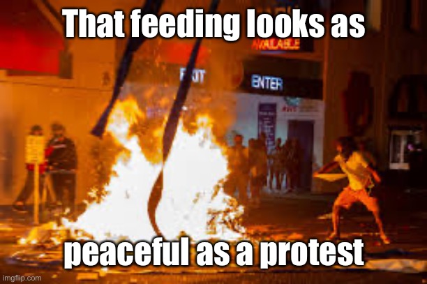 That feeding looks as peaceful as a protest | image tagged in portland peaceful protest | made w/ Imgflip meme maker