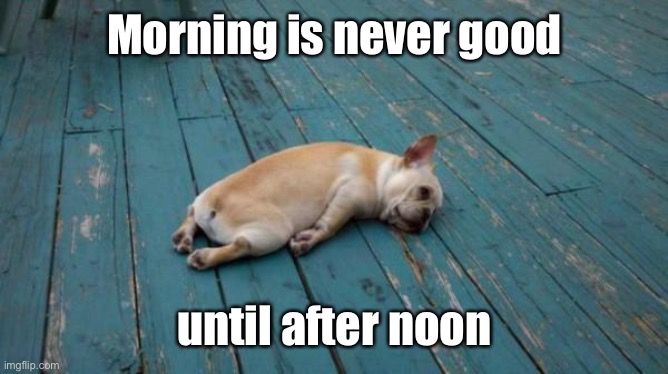 tired dog | Morning is never good until after noon | image tagged in tired dog | made w/ Imgflip meme maker
