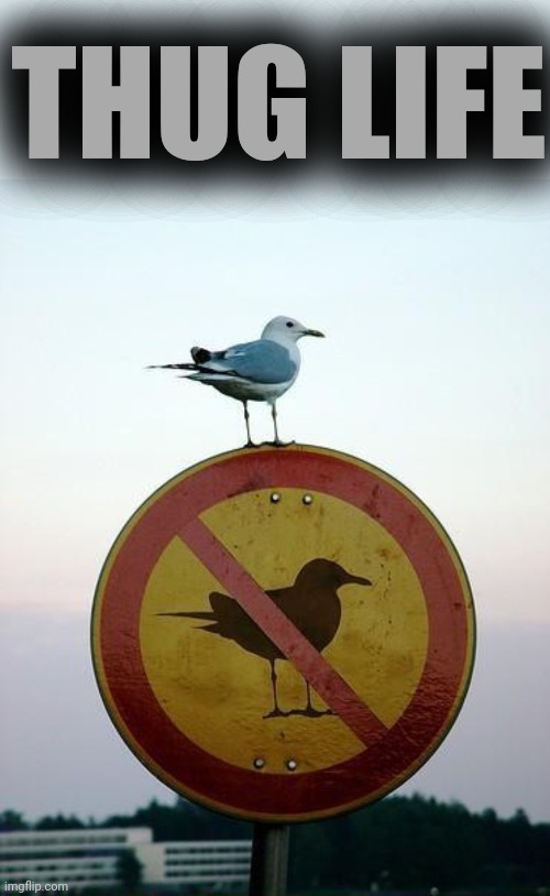 Seagull on top of "no seagull" sign | THUG LIFE | image tagged in seagull on top of no seagull sign | made w/ Imgflip meme maker