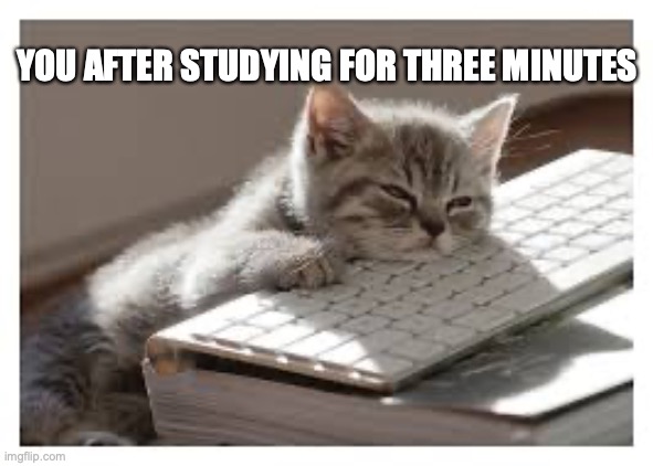 YOU AFTER STUDYING FOR THREE MINUTES | image tagged in cute cats | made w/ Imgflip meme maker