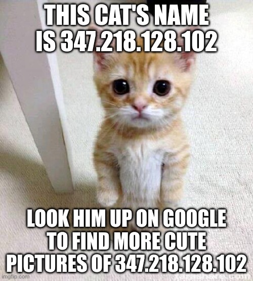 Cute Cat |  THIS CAT'S NAME IS 347.218.128.102; LOOK HIM UP ON GOOGLE TO FIND MORE CUTE PICTURES OF 347.218.128.102 | image tagged in memes,cute cat | made w/ Imgflip meme maker