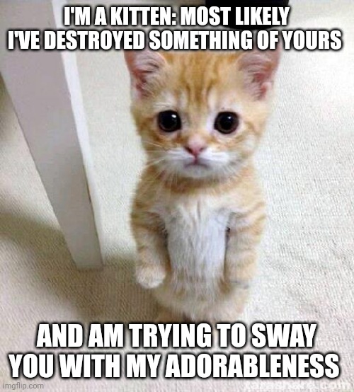 When your kitty destroys something and tries to get out of trouble with its cuteness | I'M A KITTEN: MOST LIKELY I'VE DESTROYED SOMETHING OF YOURS; AND AM TRYING TO SWAY YOU WITH MY ADORABLENESS | image tagged in memes,cute cat | made w/ Imgflip meme maker