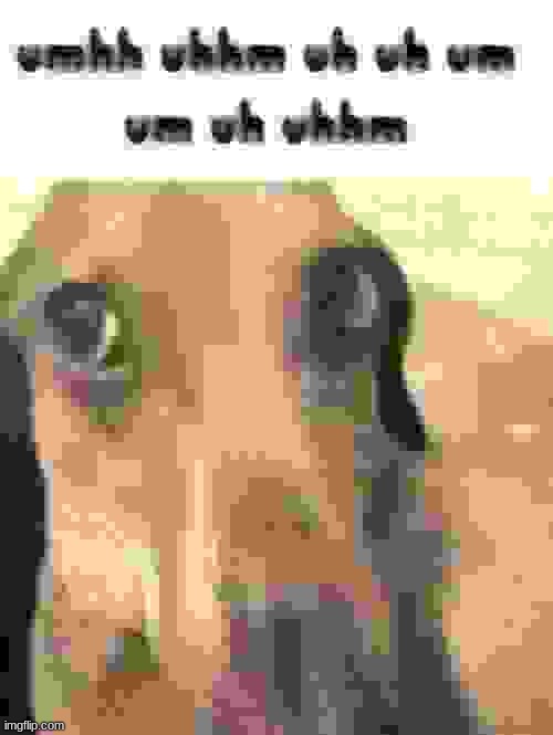 uh | image tagged in awkward dog | made w/ Imgflip meme maker