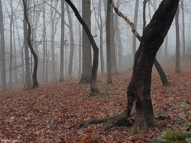 Foggy forest | image tagged in forest | made w/ Imgflip meme maker