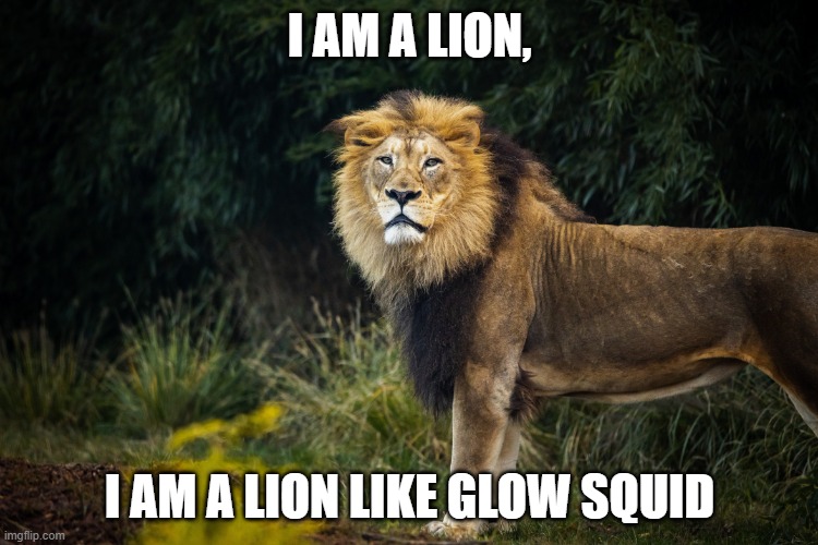 A lion... | I AM A LION, I AM A LION LIKE GLOW SQUID | image tagged in lion stupid | made w/ Imgflip meme maker