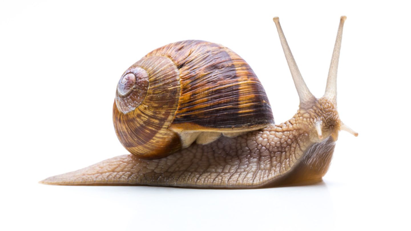 Snail, Schnecke Blank Meme Template