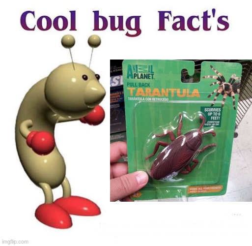 bug | image tagged in bugs,bug,cool bug facts,you had one job | made w/ Imgflip meme maker