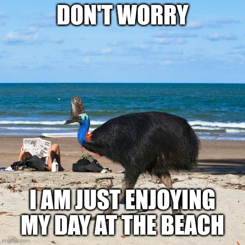 Cassowary | DON'T WORRY; I AM JUST ENJOYING MY DAY AT THE BEACH | image tagged in bird,birb,day at the beach | made w/ Imgflip meme maker
