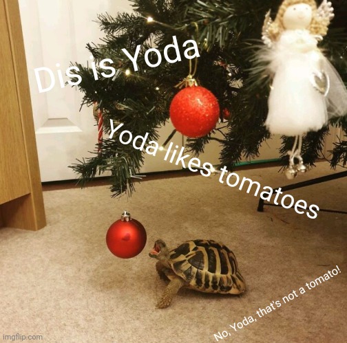  Dis is Yoda; Yoda likes tomatoes; No, Yoda, that's not a tomato! | image tagged in barney will eat all of your delectable biscuits,never gonna give you up,why are you reading the tags,turtle meme,funny,memes | made w/ Imgflip meme maker
