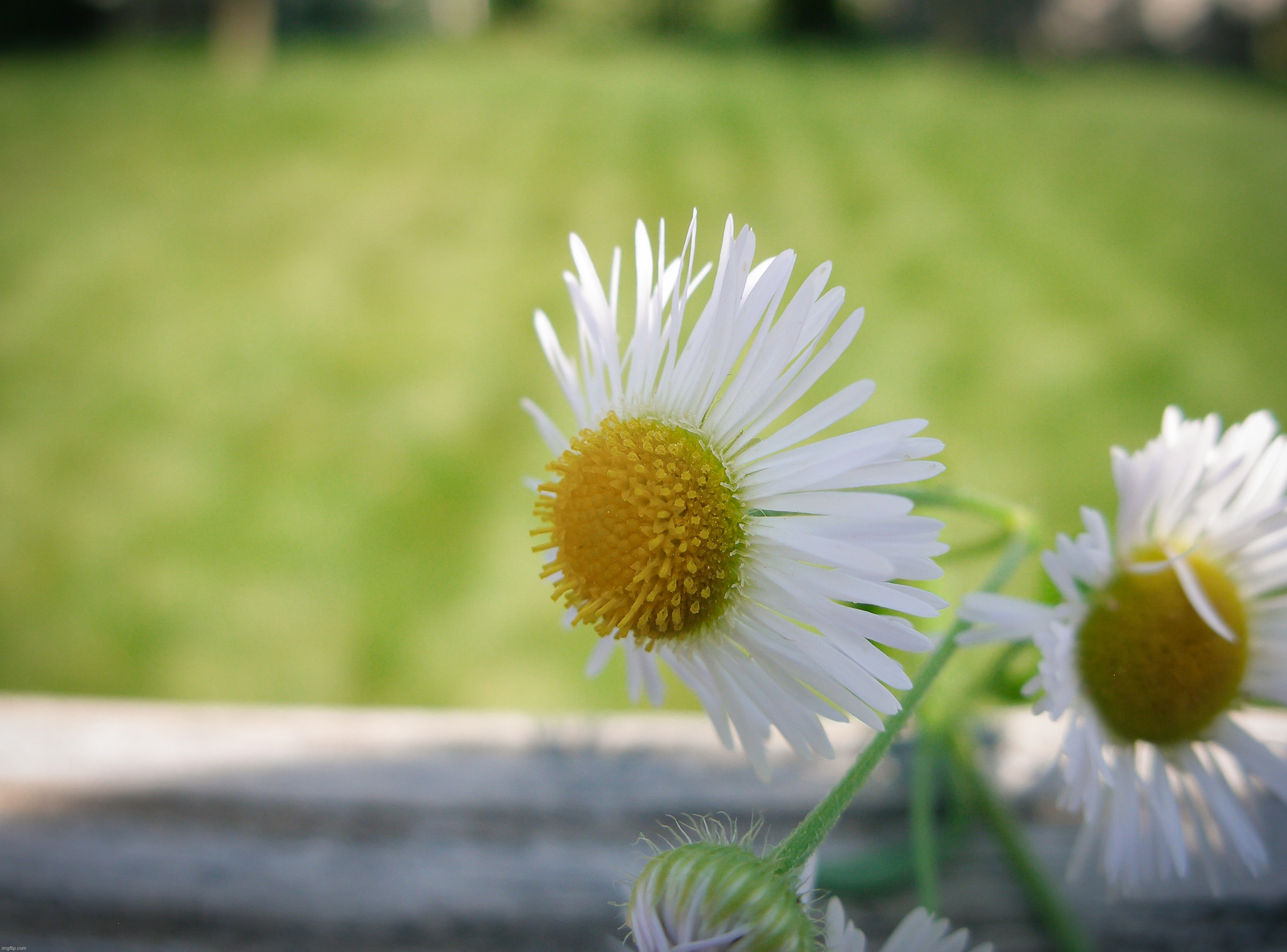 A picture of a daisy that I took last summer | image tagged in share your own photos | made w/ Imgflip meme maker