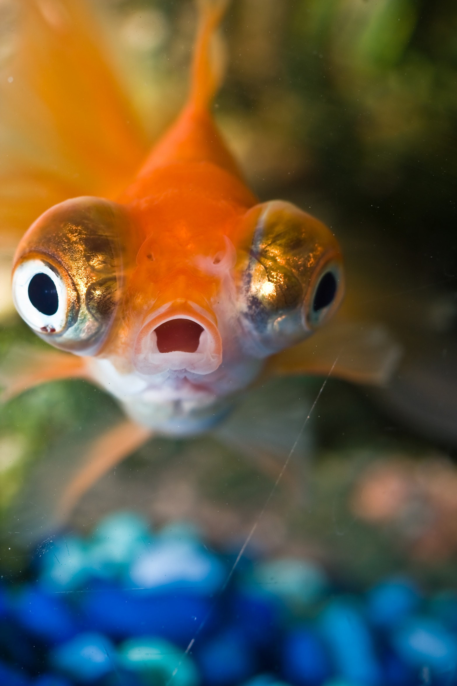 High Quality my fish watching me Blank Meme Template