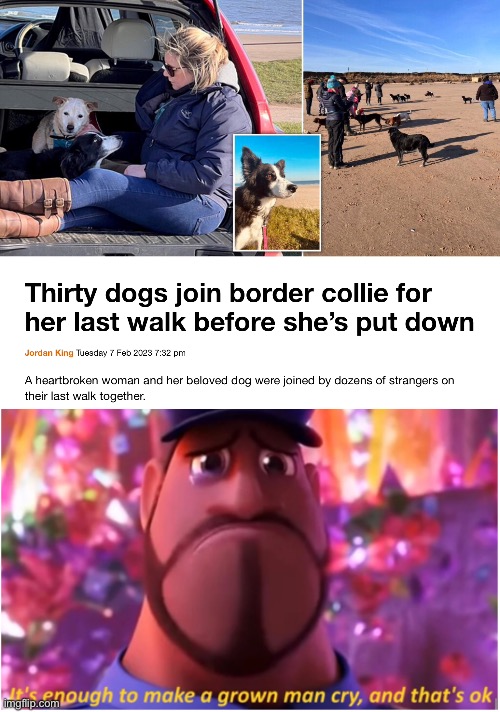 Im not even a dog person but this made me slightly emotional | image tagged in it's enough to make a grown man cry and that's ok | made w/ Imgflip meme maker