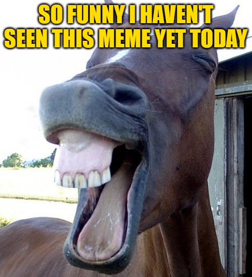 Funny Horse Face | SO FUNNY I HAVEN'T SEEN THIS MEME YET TODAY | image tagged in funny horse face | made w/ Imgflip meme maker