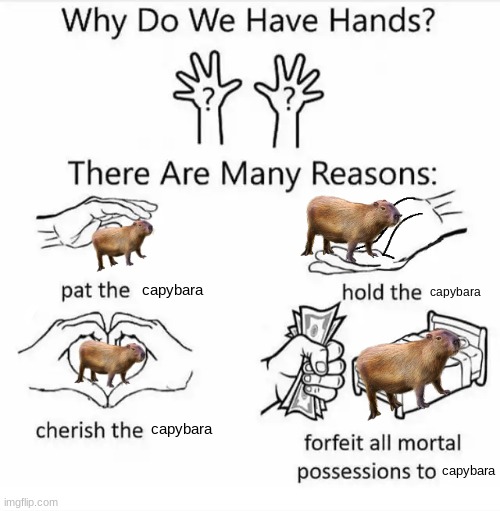 capybara | capybara; capybara; capybara; capybara | image tagged in why do we have hands all blank | made w/ Imgflip meme maker