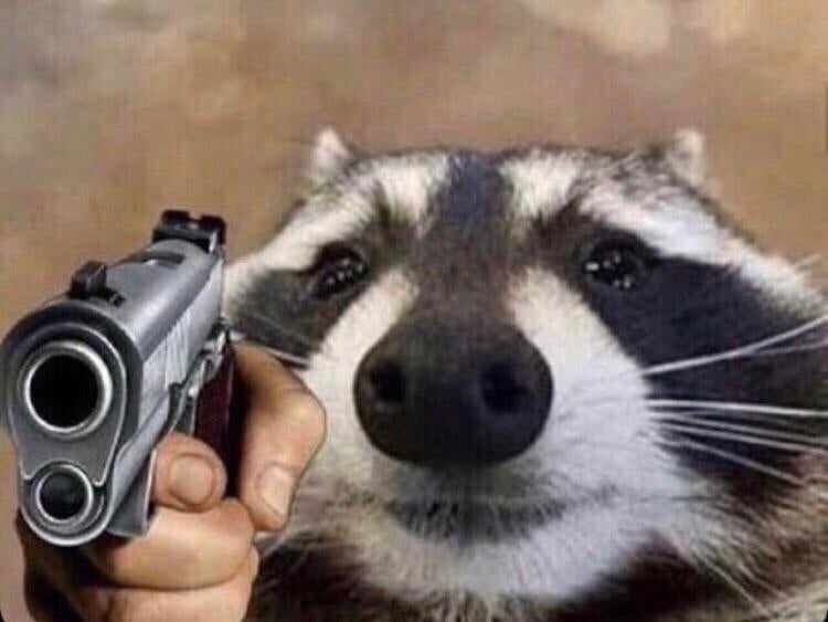 Raccoon with Gun Blank Meme Template