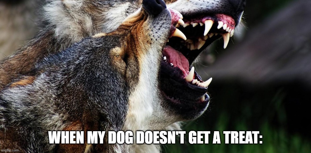 No treat for my doge | WHEN MY DOG DOESN'T GET A TREAT: | image tagged in cheeky | made w/ Imgflip meme maker