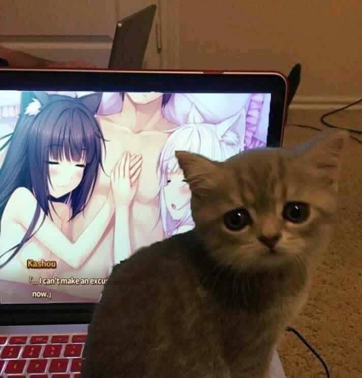 High Quality chinese nekopara meme Blank Meme Template