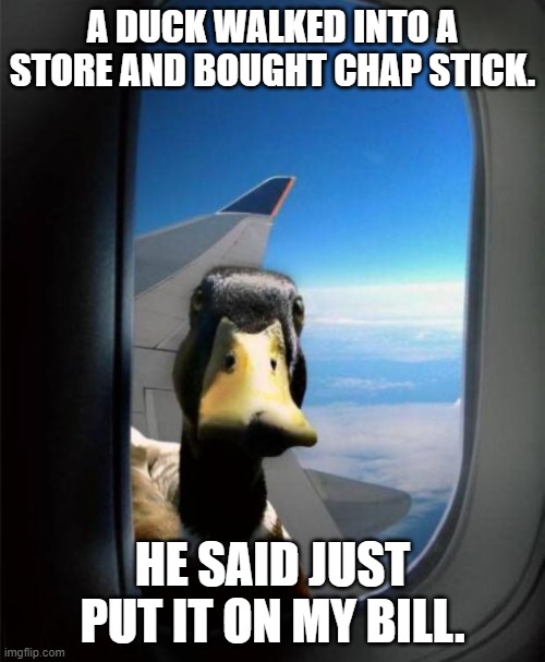 Duck on plane wing | A DUCK WALKED INTO A STORE AND BOUGHT CHAP STICK. HE SAID JUST PUT IT ON MY BILL. | image tagged in duck on plane wing | made w/ Imgflip meme maker