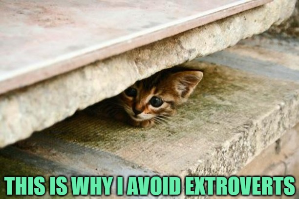 Hiding Cat | THIS IS WHY I AVOID EXTROVERTS | image tagged in hiding cat | made w/ Imgflip meme maker