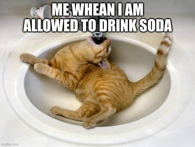 Cat drinking water | ME WHEAN I AM ALLOWED TO DRINK SODA | image tagged in cat drinking water | made w/ Imgflip meme maker