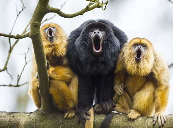 High Quality Howler Monkeys Blank Meme Template