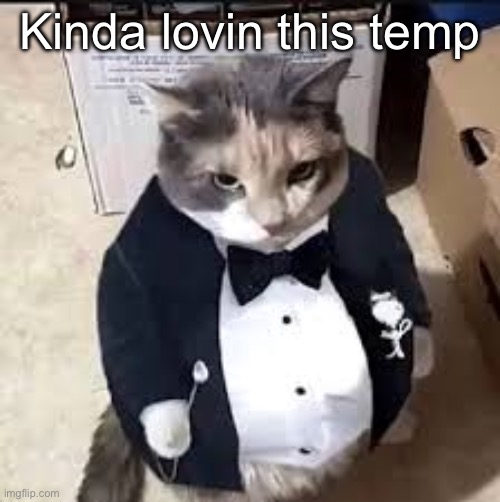 tux cat | Kinda lovin this temp | image tagged in tux cat | made w/ Imgflip meme maker