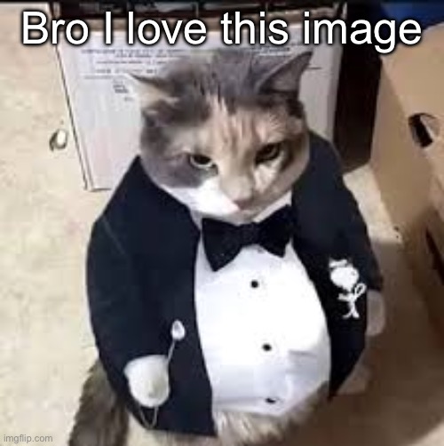 tux cat | Bro I love this image | image tagged in tux cat | made w/ Imgflip meme maker