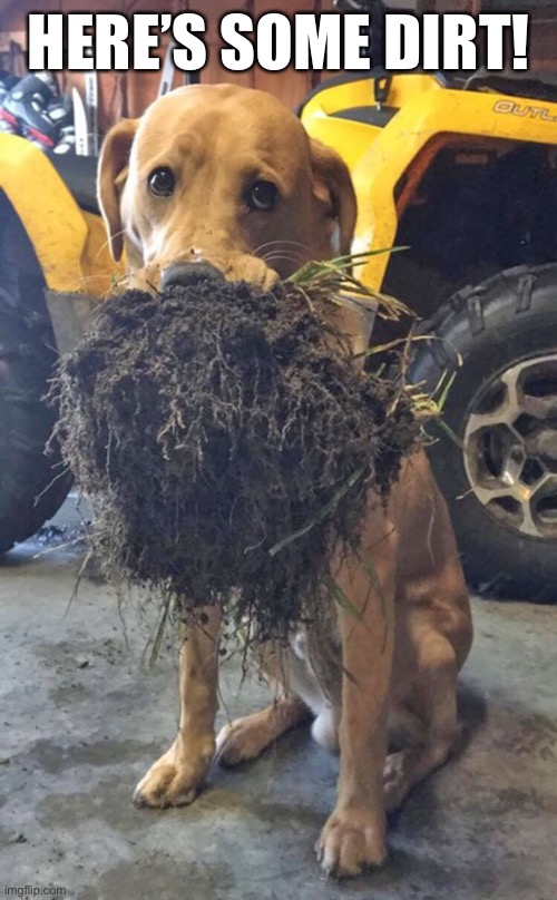 Dog got some Dirt today | HERE’S SOME DIRT! | image tagged in dirt,dogs,memes,funny,animals,cute | made w/ Imgflip meme maker