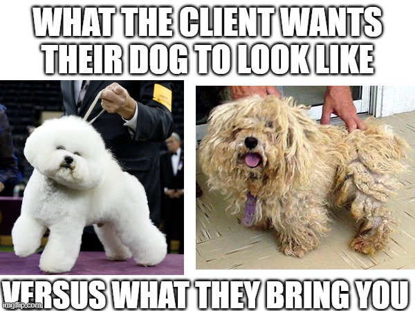 Groomer Humor | WHAT THE CLIENT WANTS THEIR DOG TO LOOK LIKE; VERSUS WHAT THEY BRING YOU | image tagged in dog grooming,grooming,pet care,bichon,doodle,groomer humor | made w/ Imgflip meme maker