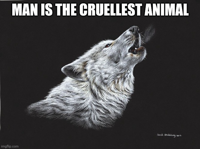 Wolf | MAN IS THE CRUELLEST ANIMAL | image tagged in change my mind | made w/ Imgflip meme maker