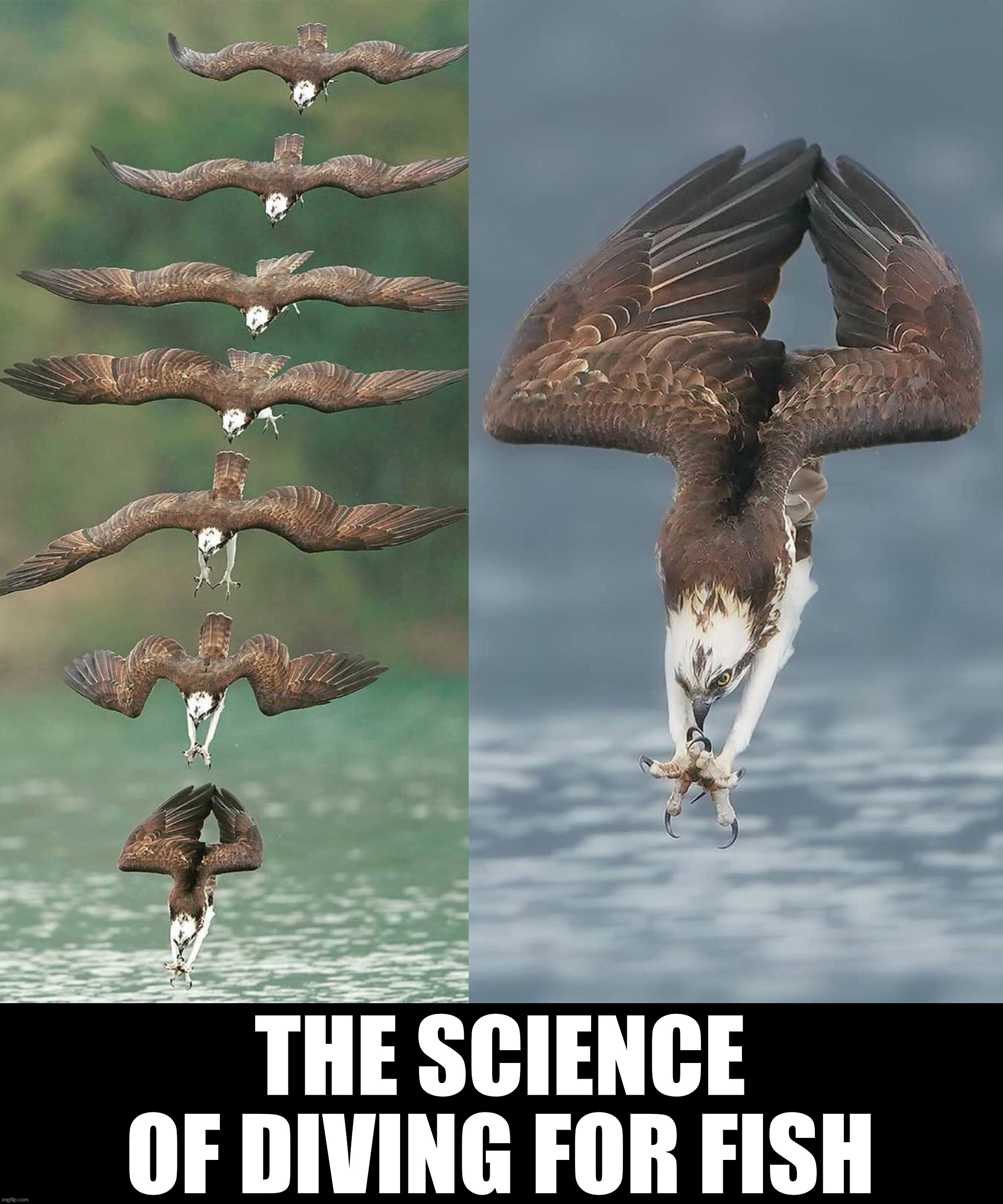 THE SCIENCE OF DIVING FOR FISH | image tagged in science | made w/ Imgflip meme maker