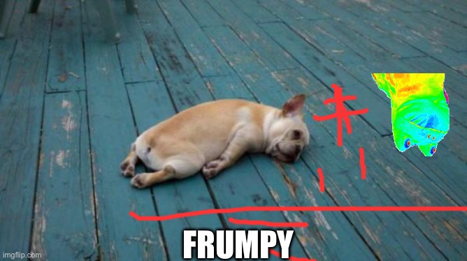 tired dog | FRUMPY | image tagged in tired dog | made w/ Imgflip meme maker