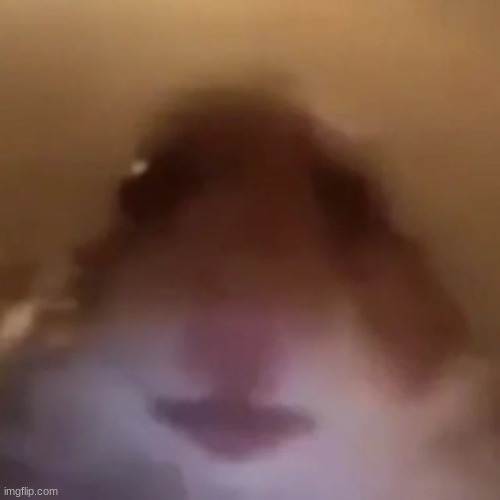 Hampter | image tagged in hampter | made w/ Imgflip meme maker