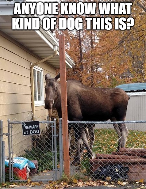 moose | ANYONE KNOW WHAT
KIND OF DOG THIS IS? | image tagged in moose,dog | made w/ Imgflip meme maker