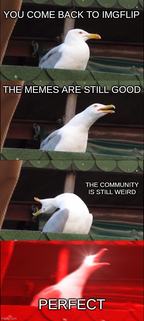 im back for idk how long | YOU COME BACK TO IMGFLIP; THE MEMES ARE STILL GOOD; THE COMMUNITY IS STILL WEIRD; PERFECT | image tagged in memes,inhaling seagull | made w/ Imgflip meme maker