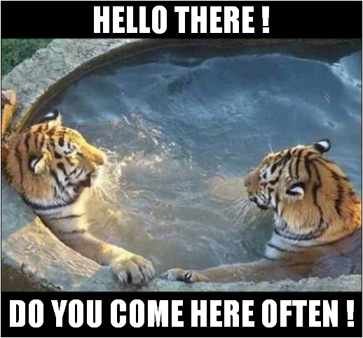 Tiger Hot Tub ! | HELLO THERE ! DO YOU COME HERE OFTEN ! | image tagged in fun,tigers,hot tub,hello there | made w/ Imgflip meme maker