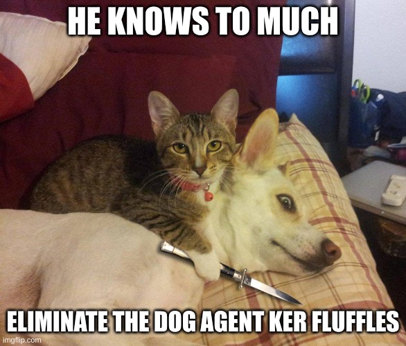 This will happen to you if you are late to feeding | HE KNOWS TO MUCH; ELIMINATE THE DOG AGENT KER FLUFFLES | image tagged in cat dog knife,cats,funny,funny memes,memes | made w/ Imgflip meme maker