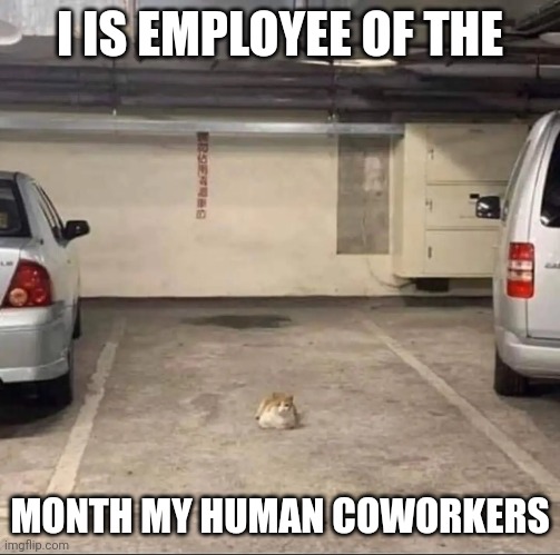 Catployee | I IS EMPLOYEE OF THE; MONTH MY HUMAN COWORKERS | image tagged in cats,work | made w/ Imgflip meme maker