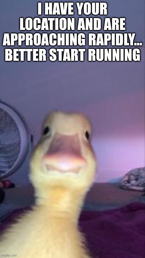 Duckling Bruh | I HAVE YOUR LOCATION AND ARE APPROACHING RAPIDLY... BETTER START RUNNING | image tagged in duck | made w/ Imgflip meme maker