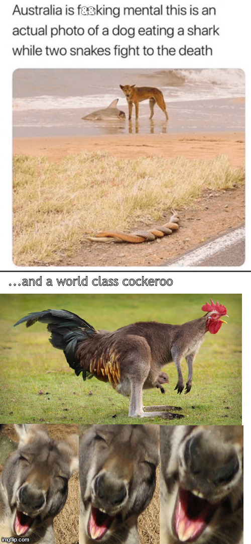 Down Under | &&; ...and a world class cockeroo | image tagged in memes,dark humor | made w/ Imgflip meme maker