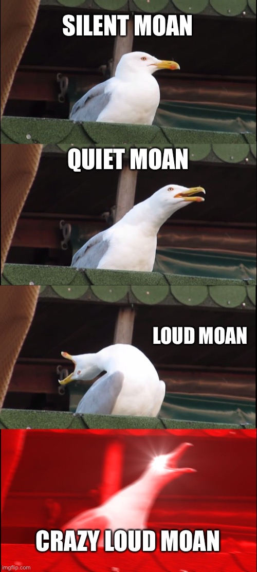 Inhaling Seagull | SILENT MOAN; QUIET MOAN; LOUD MOAN; CRAZY LOUD MOAN | image tagged in memes,inhaling seagull | made w/ Imgflip meme maker