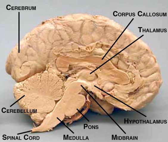 brain Blank Meme Template