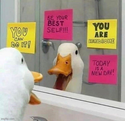 image tagged in ducks,memes,wholesome,wholesome content,quack,funny | made w/ Imgflip meme maker