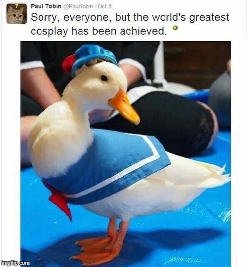image tagged in memes,ducks,cosplay,donald duck,quack,funny | made w/ Imgflip meme maker