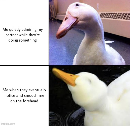 Never gets old | image tagged in ducks,repost,wholesome,wholesome content,quack,memes | made w/ Imgflip meme maker