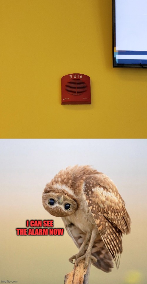 Installed the fire alarm, boss. | I CAN SEE THE ALARM NOW | image tagged in upside down owl look,fire alarm,upside down,memes,you had one job,failure | made w/ Imgflip meme maker
