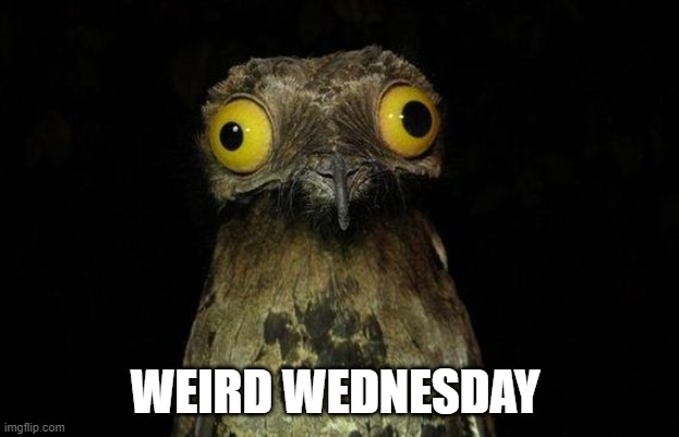 Weird Stuff I Do Potoo Meme | WEIRD WEDNESDAY | image tagged in memes,weird stuff i do potoo | made w/ Imgflip meme maker