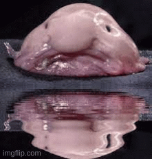 bleb | image tagged in gifs | made w/ Imgflip images-to-gif maker